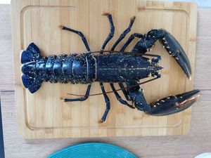 European Lobster — Stéphane REBILLARD