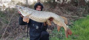 Northern Pike — Olivier THE FISHERMAN