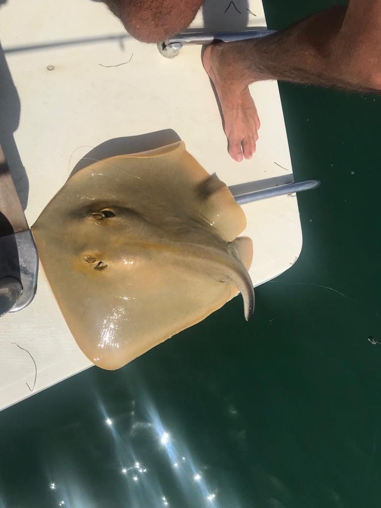 Species Card of Common Stingray, (Dasyatis Pastinaca)