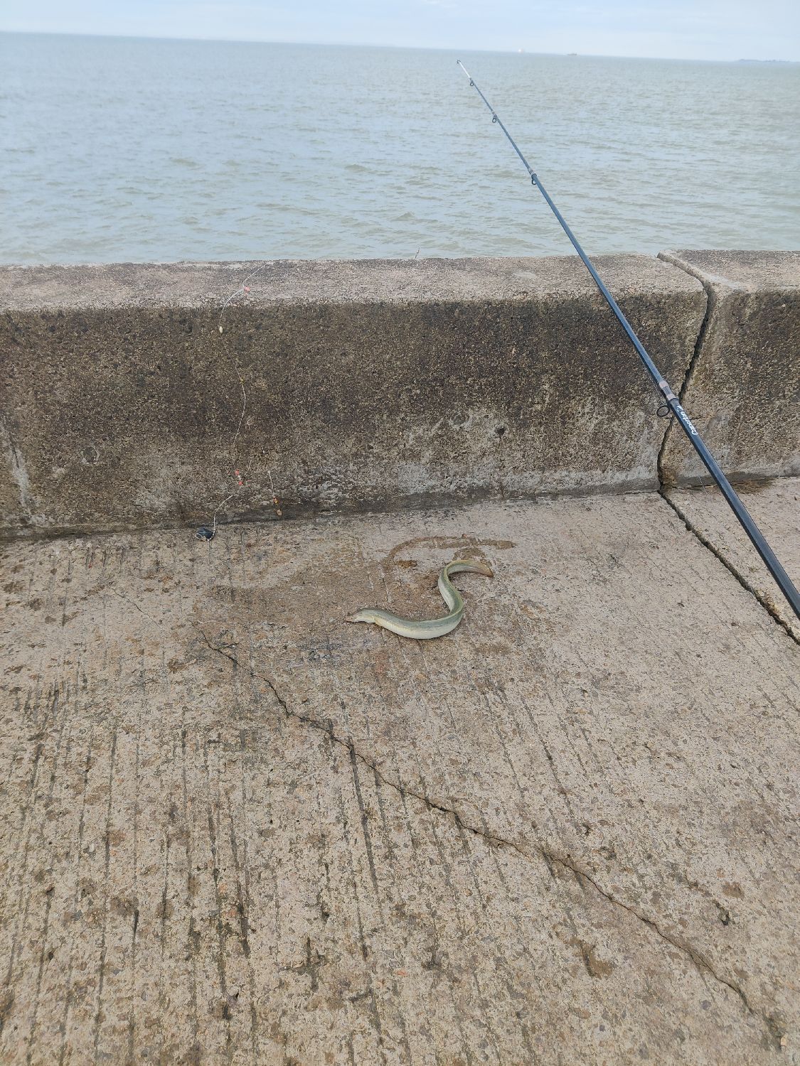Last European Eel (Common Eel) caught