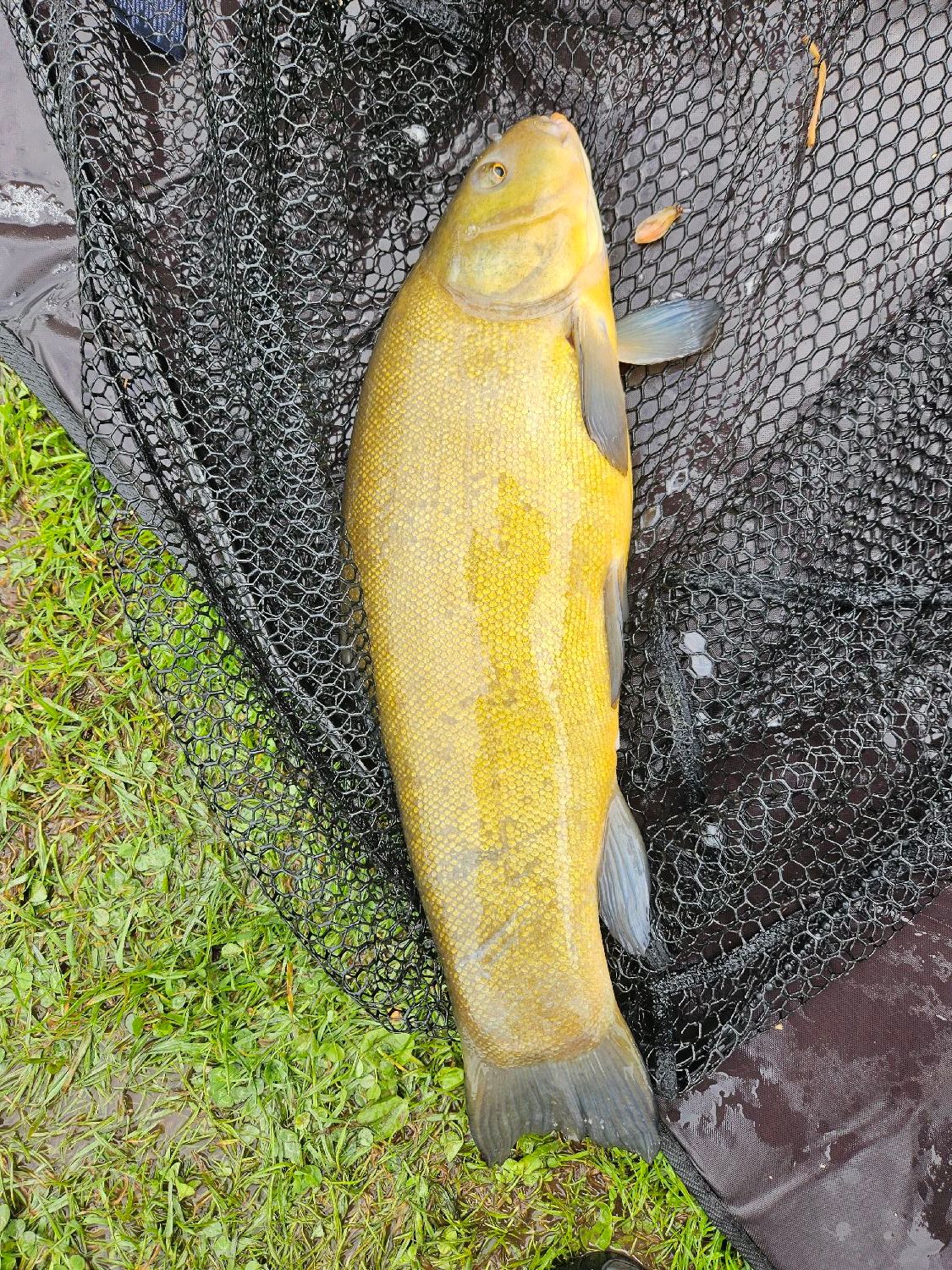 Last Tench caught
