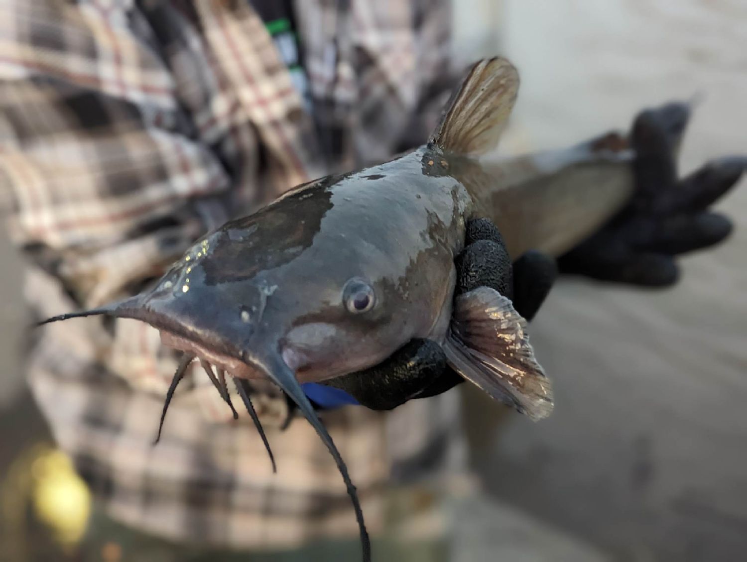 Best gear to fish Channel Catfish