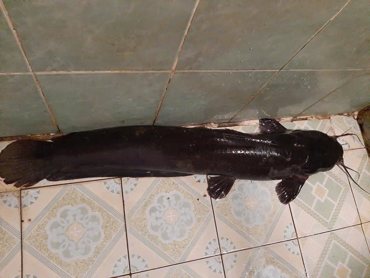 Species Card of Catfish