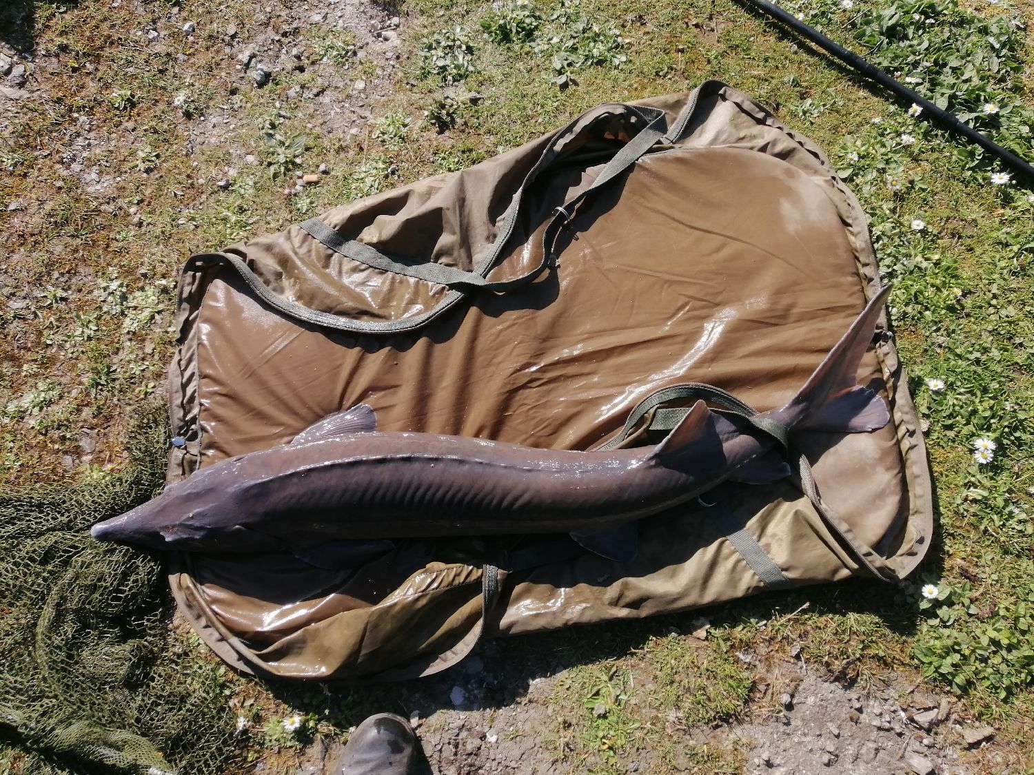 Last Danube Sturgeon caught