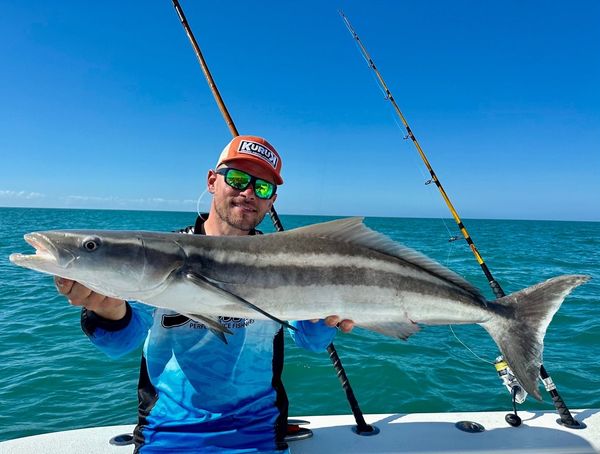 Cobia!  PELAGIC Fishing Gear