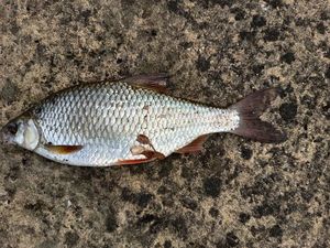 Rudd — Vincent Hourcq