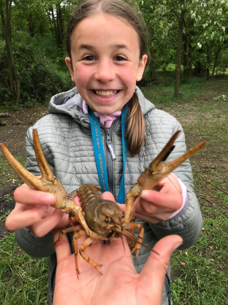 Species Card of Danube Crayfish