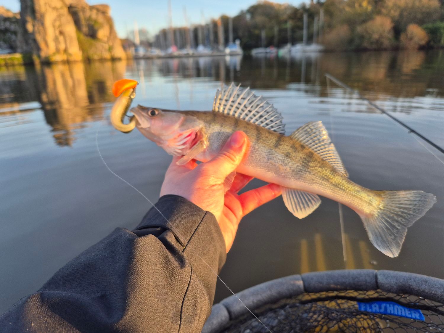Megabass Hazedong Shad SW 4.2" - Leurre Souple Phosphorescent - Bar - 5 Pièces