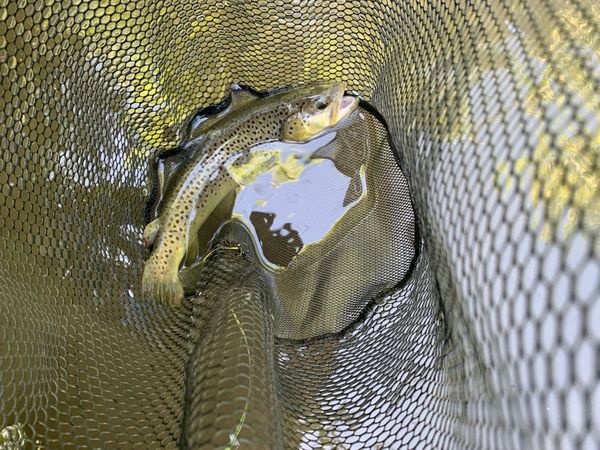 LEURRE SOUPLE SHAD KIT ROACH 60 RTC GARDON / FIRETIGER CAPERLAN