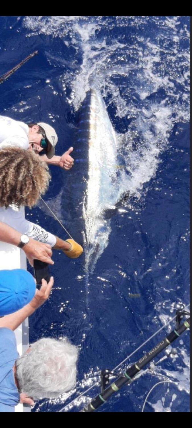 Best gear to fish Blue Marlin (Atlantic), (Makaira Nigricans)