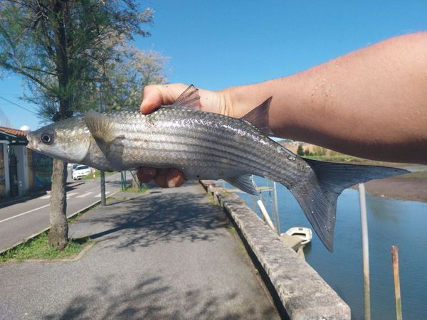 Best gear to fish Thicklip Grey Mullet