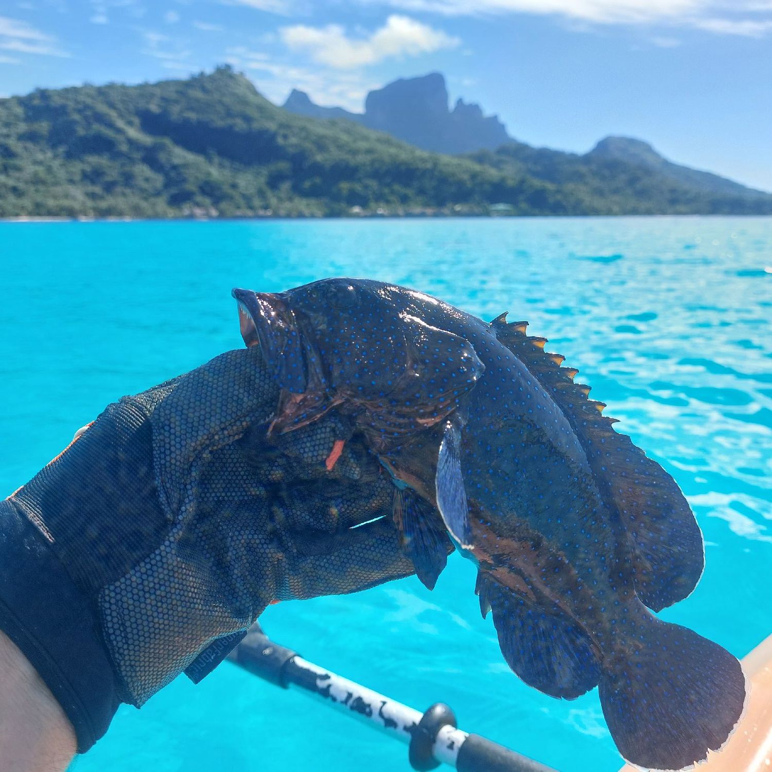 Last Peacock Grouper caught