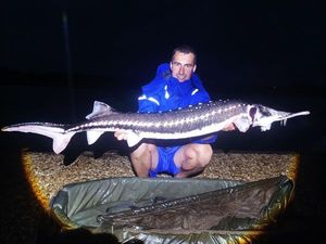 Sturgeon — Mickael  Fischer
