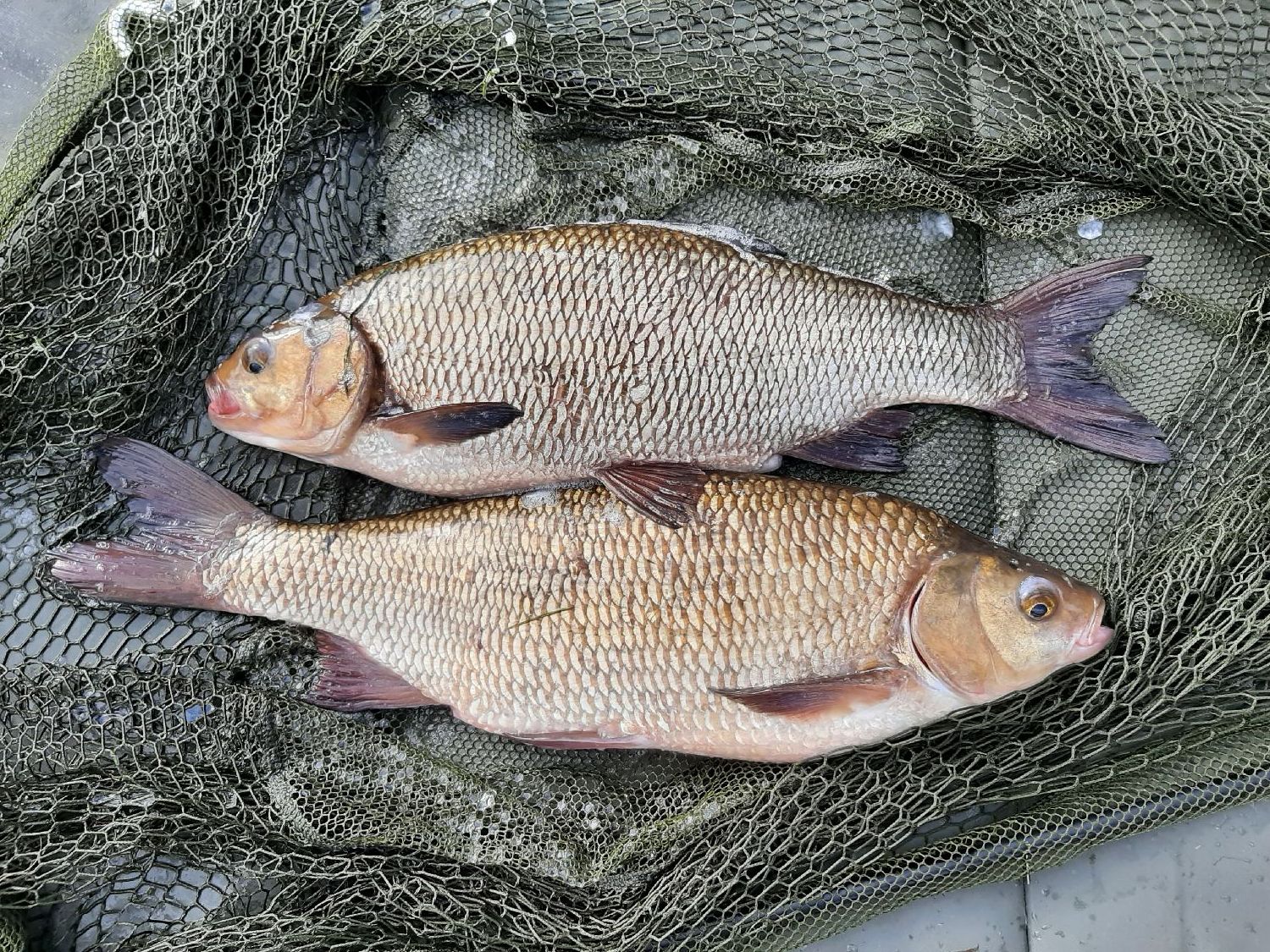 Ide Mélanote : Fiche Espèce | (Leuciscus Idus) | FishFriender
