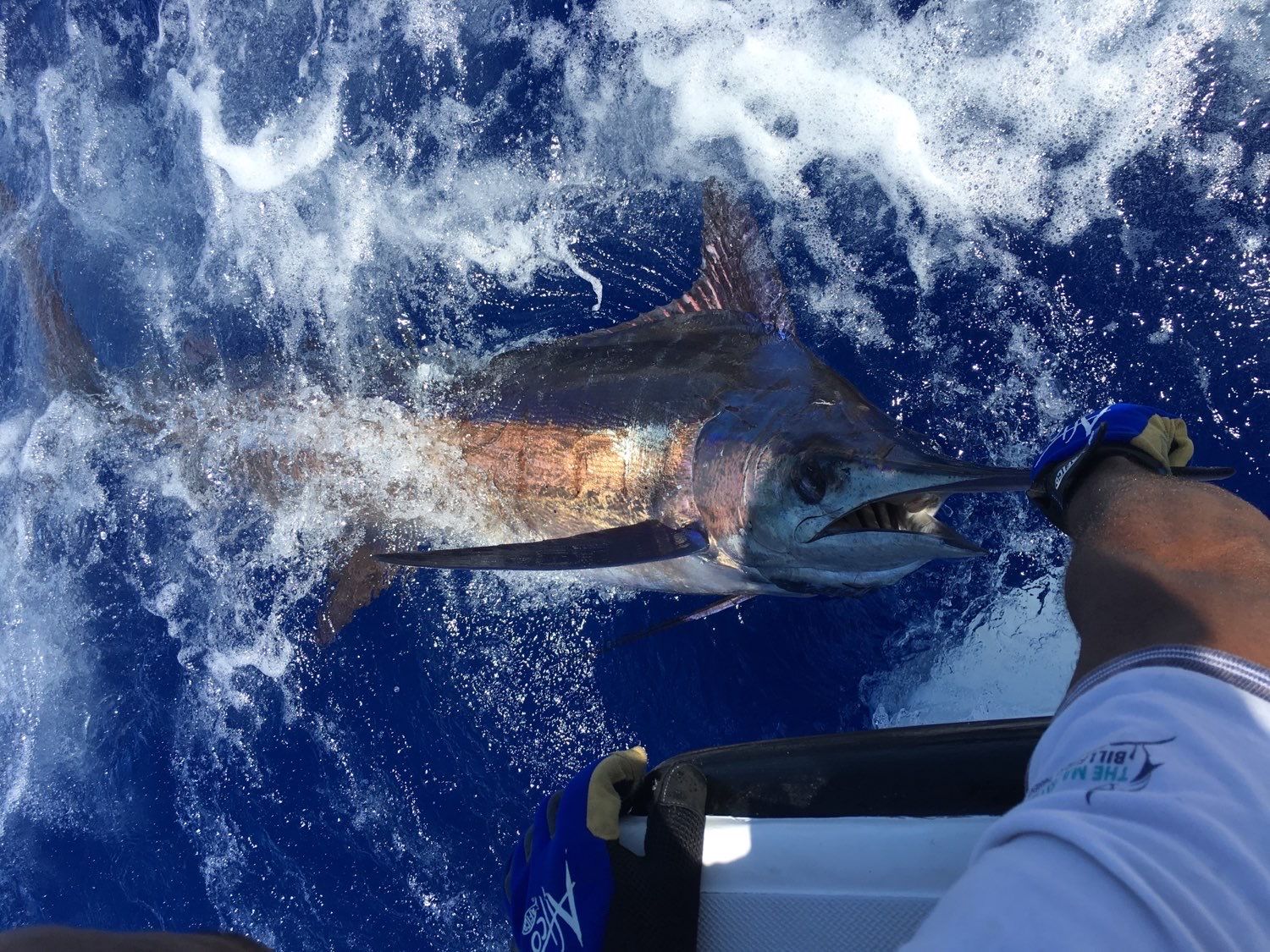 Last Blue Marlin (Pacific) caught