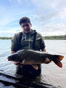 Common Carp — Evan Manceau