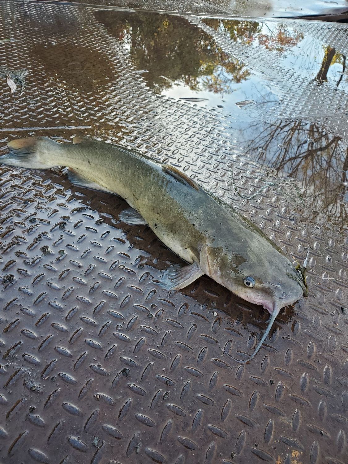 Last Channel Catfish caught, (Ictalurus Punctatus)