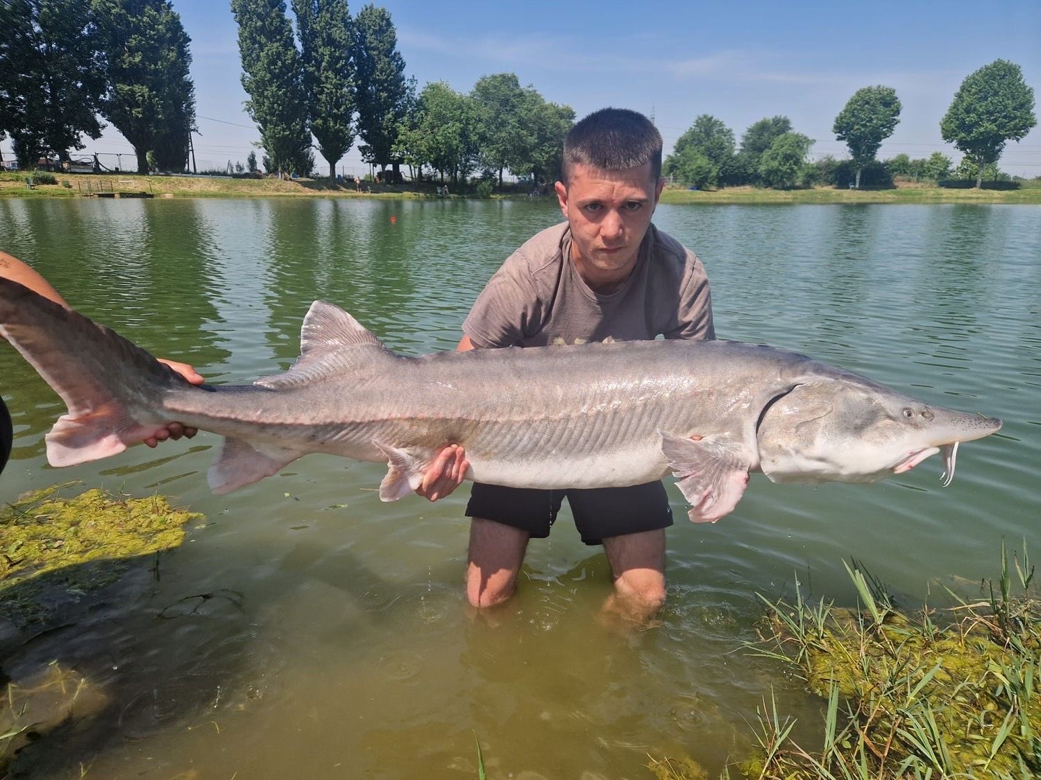 Last Beluga Sturgeon (European Sturgeon) caught