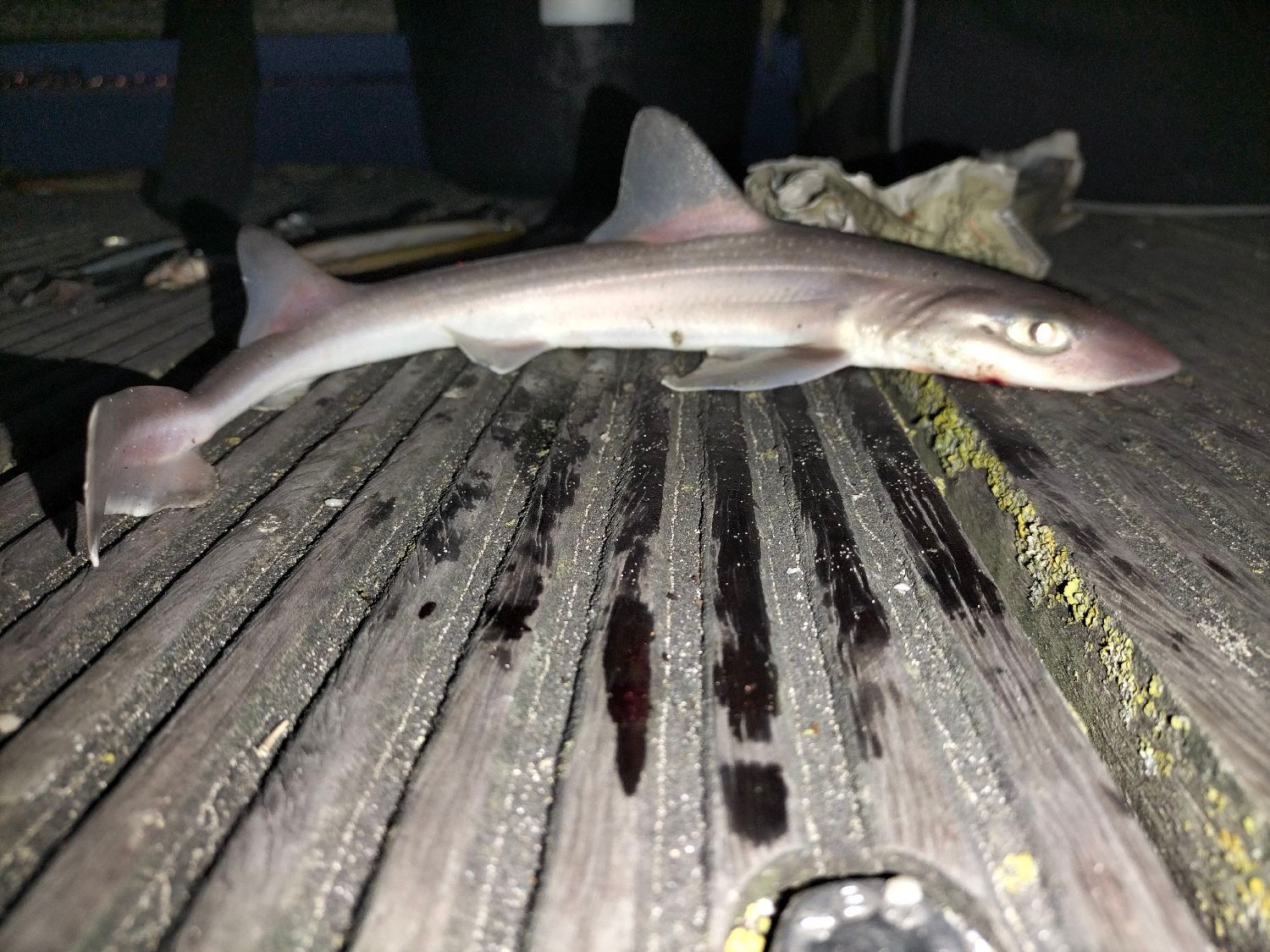 Last Starry Smooth-Hound caught