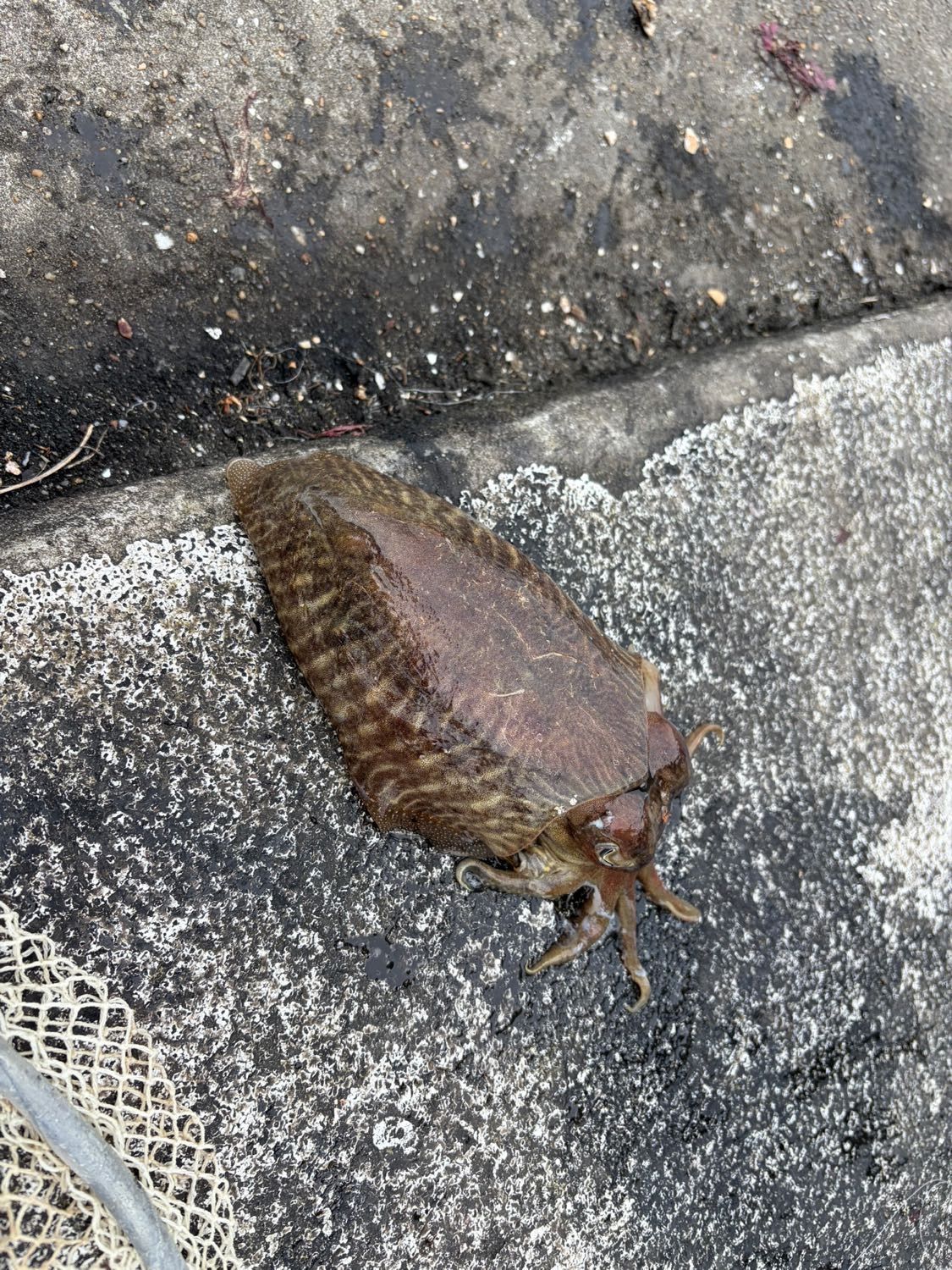 Last Common Cuttlefish caught