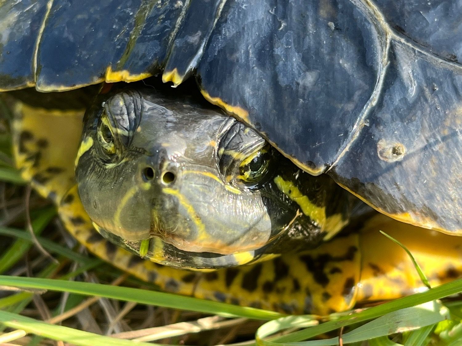 Last Red-Eared Slider caught