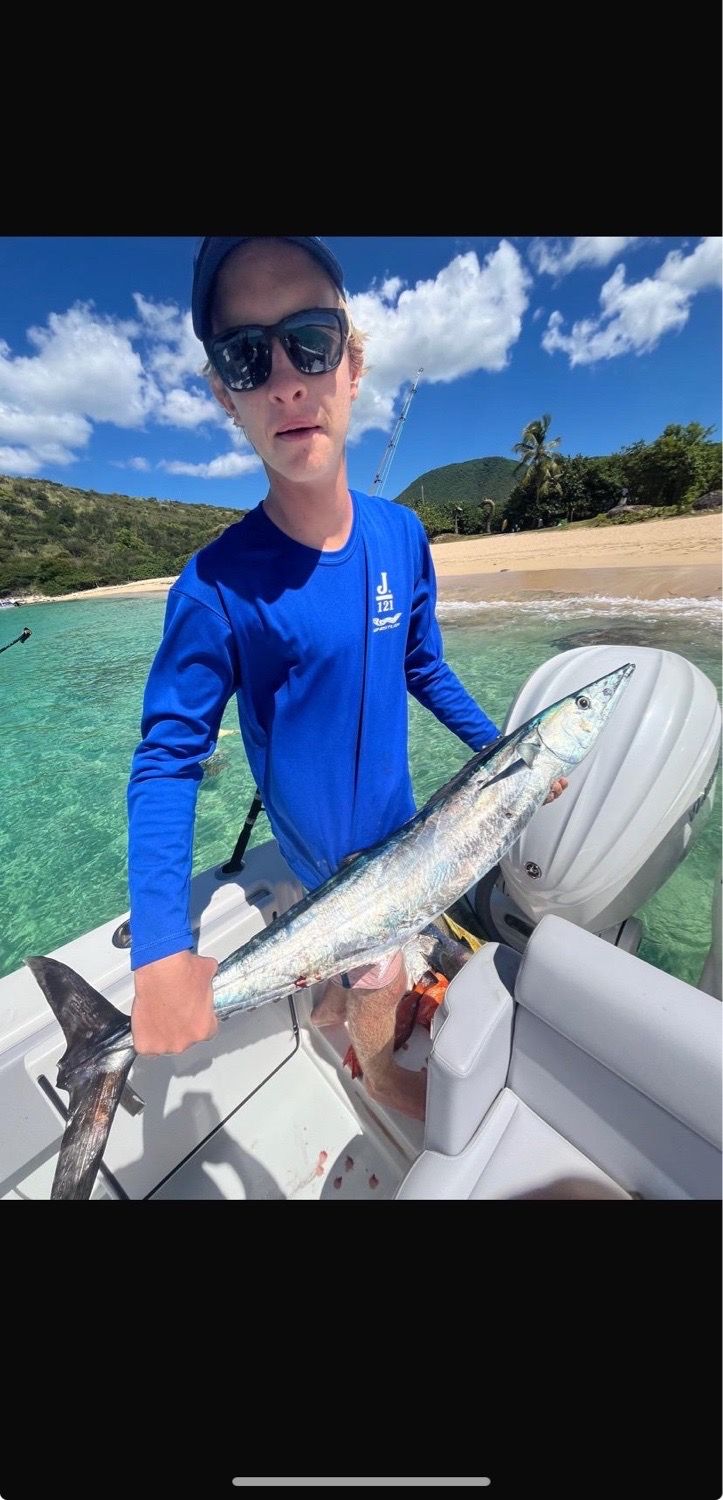 Species Card of Wahoo
