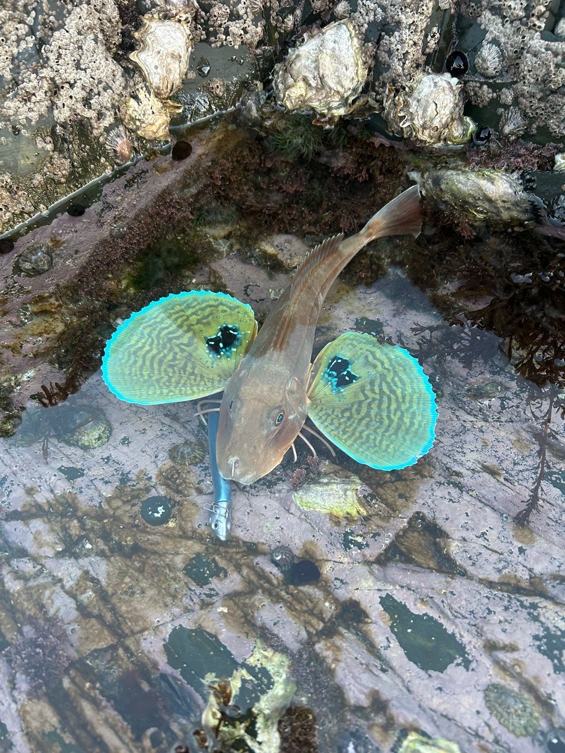 Species Card of Gurnard