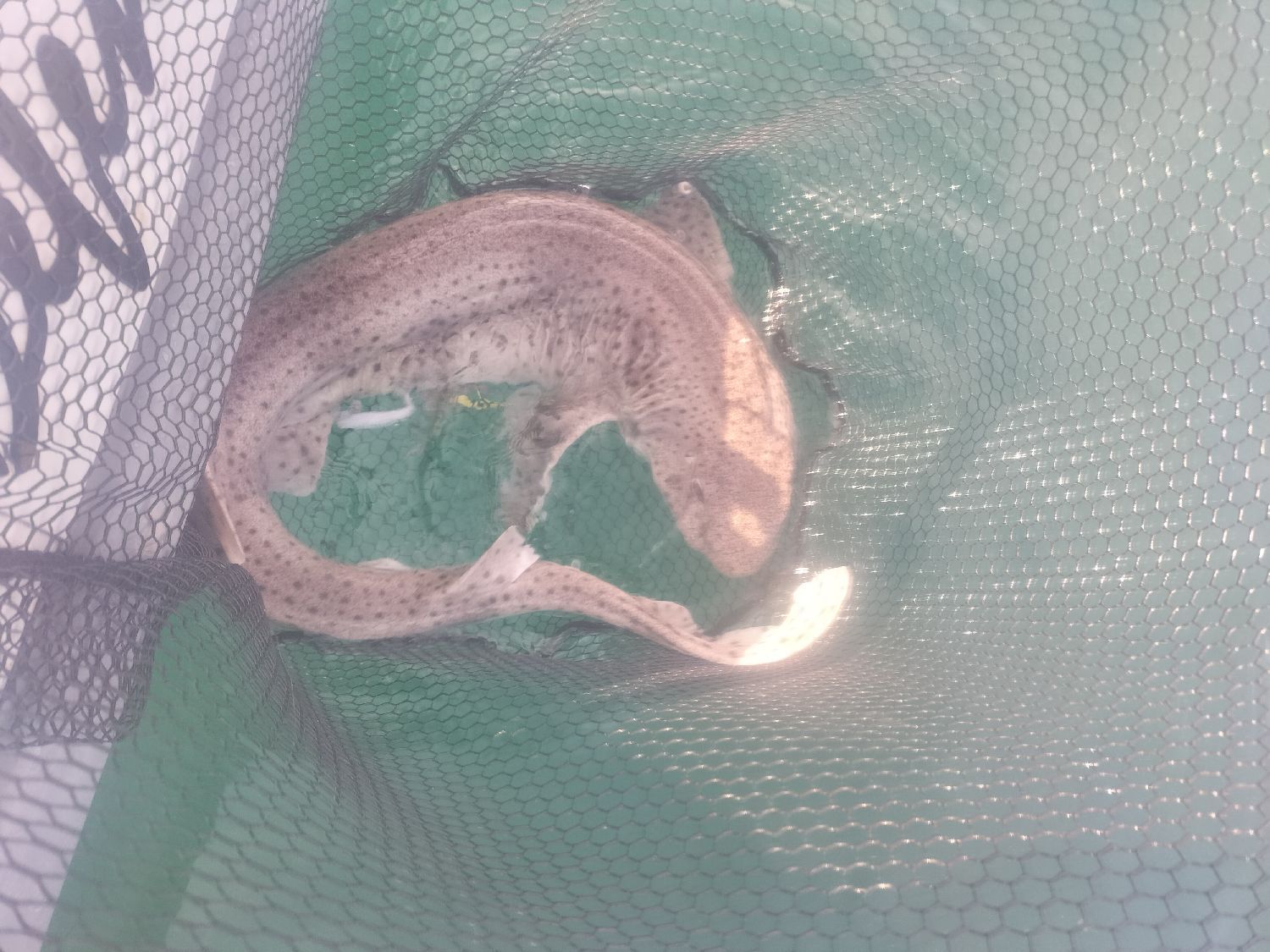 Last Nursehound caught