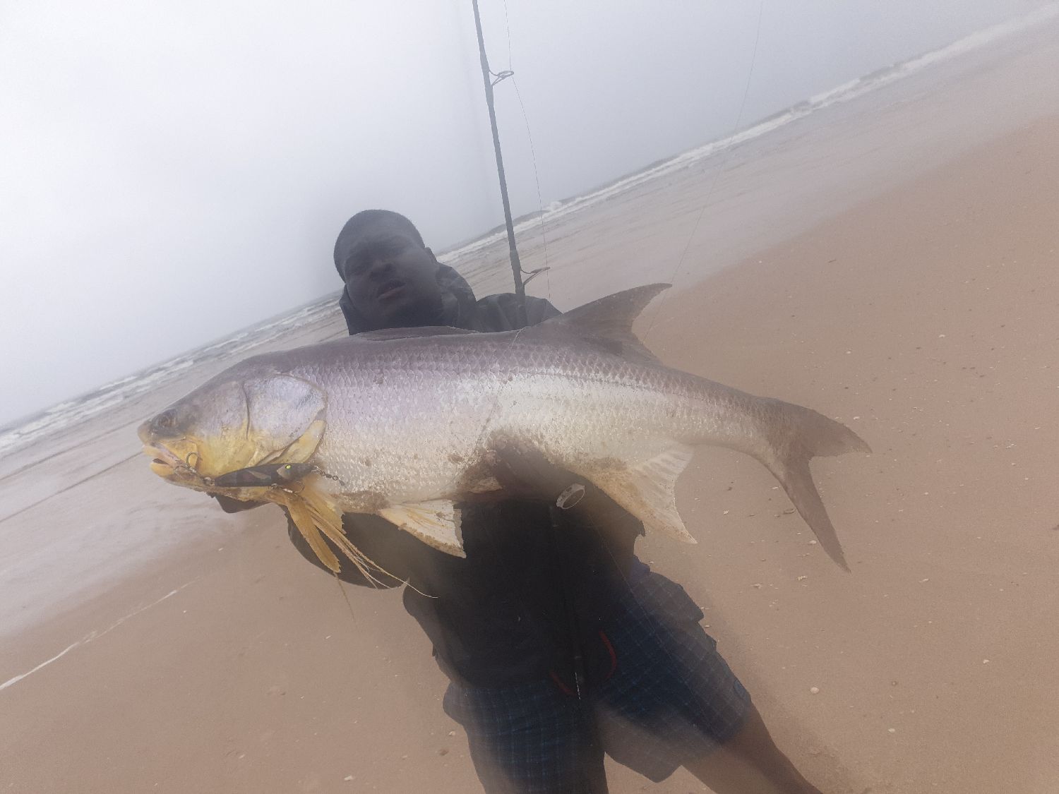 Last Giant African Threadfin caught (Polydactylus Quadrifilis