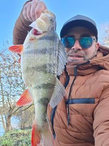 European Perch — Nico 79