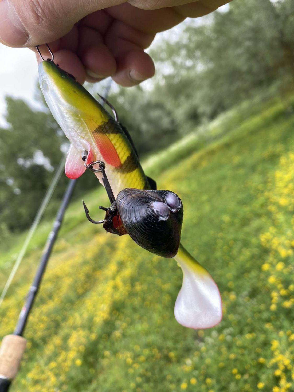Last Common Cockle caught
