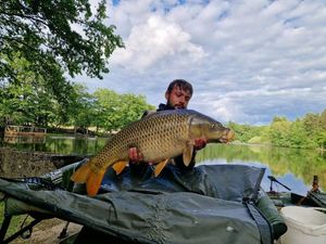 Common Carp — Valentin COMTE