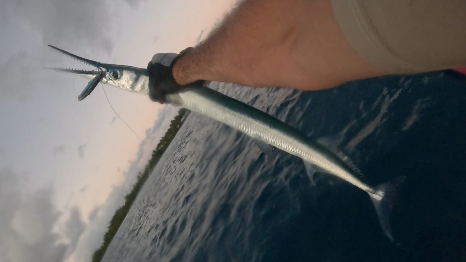 Species Card of Garfish