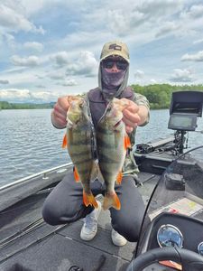 European Perch — Fish Hunteur