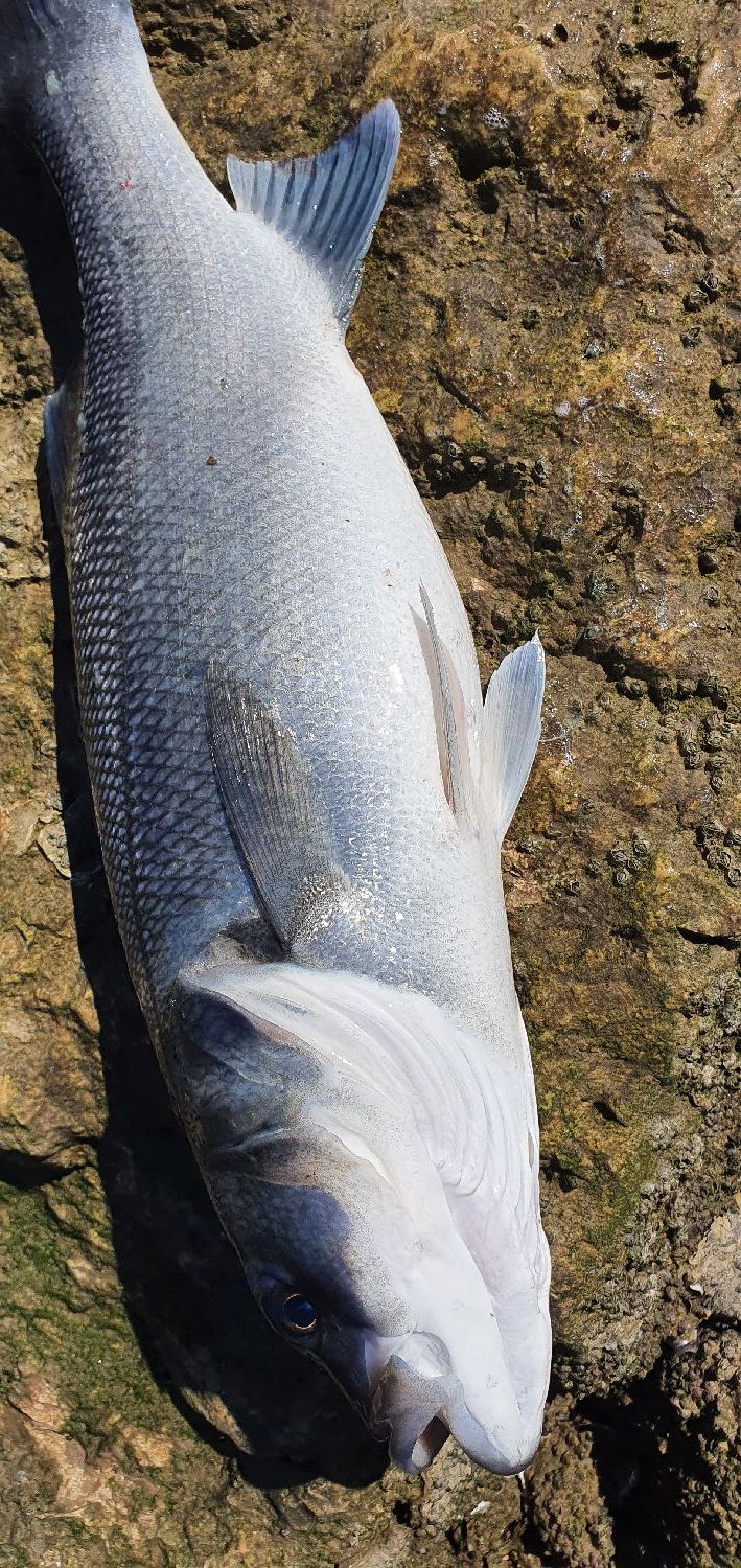 Daiwa SALTIST AGS II SEABASS EDITION SLTAGS702HFSBF | FishFriender
