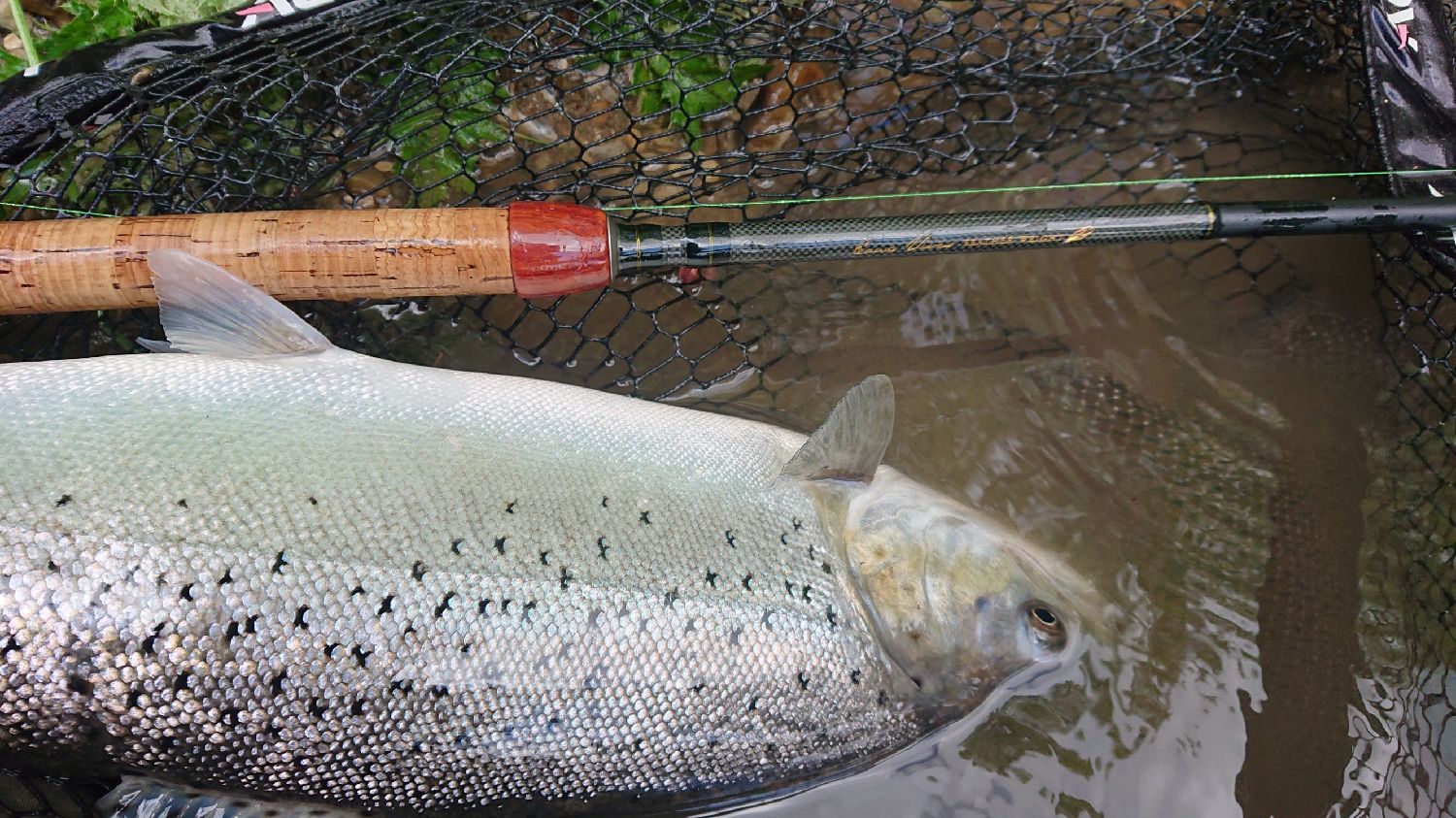 Test des cannes toc de la gamme Eaux-Vives Osmose Feather Weight