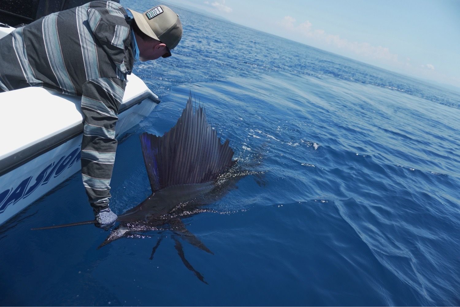 Last Pacific Sailfish caught