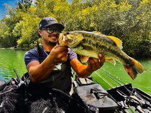 Largemouth Bass — Lucas Viroulaud