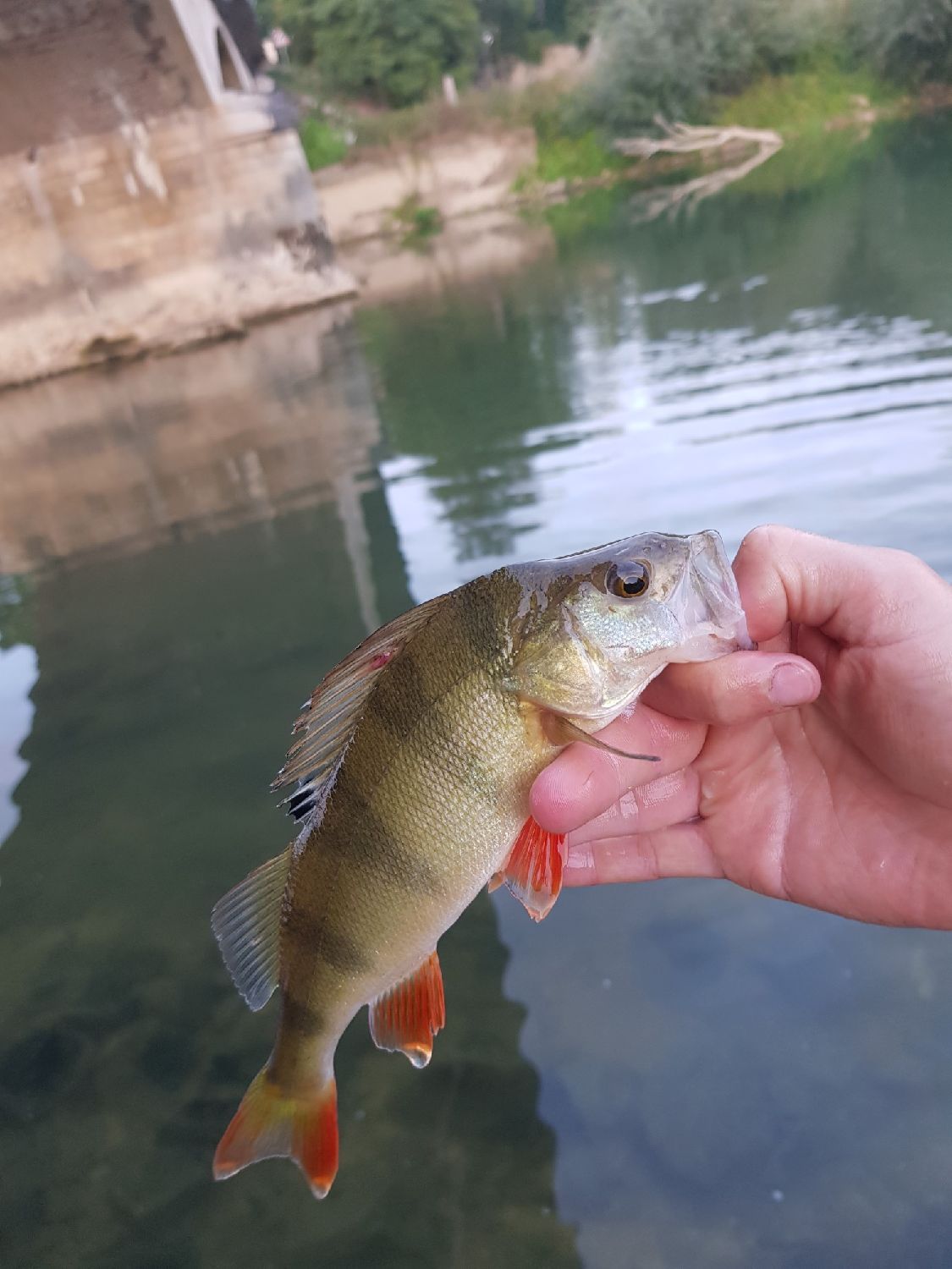 Lunker City FIN S FISH 60 6CM N°6 - ARKANSAS SHINER