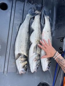 European Bass (Seabass) — Alain Bacdu