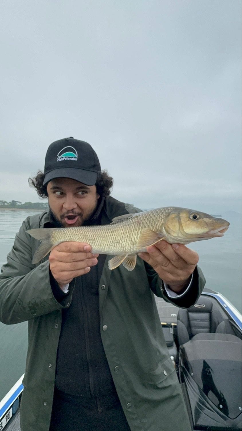 Last Japanese Barbel (Nigoï) caught