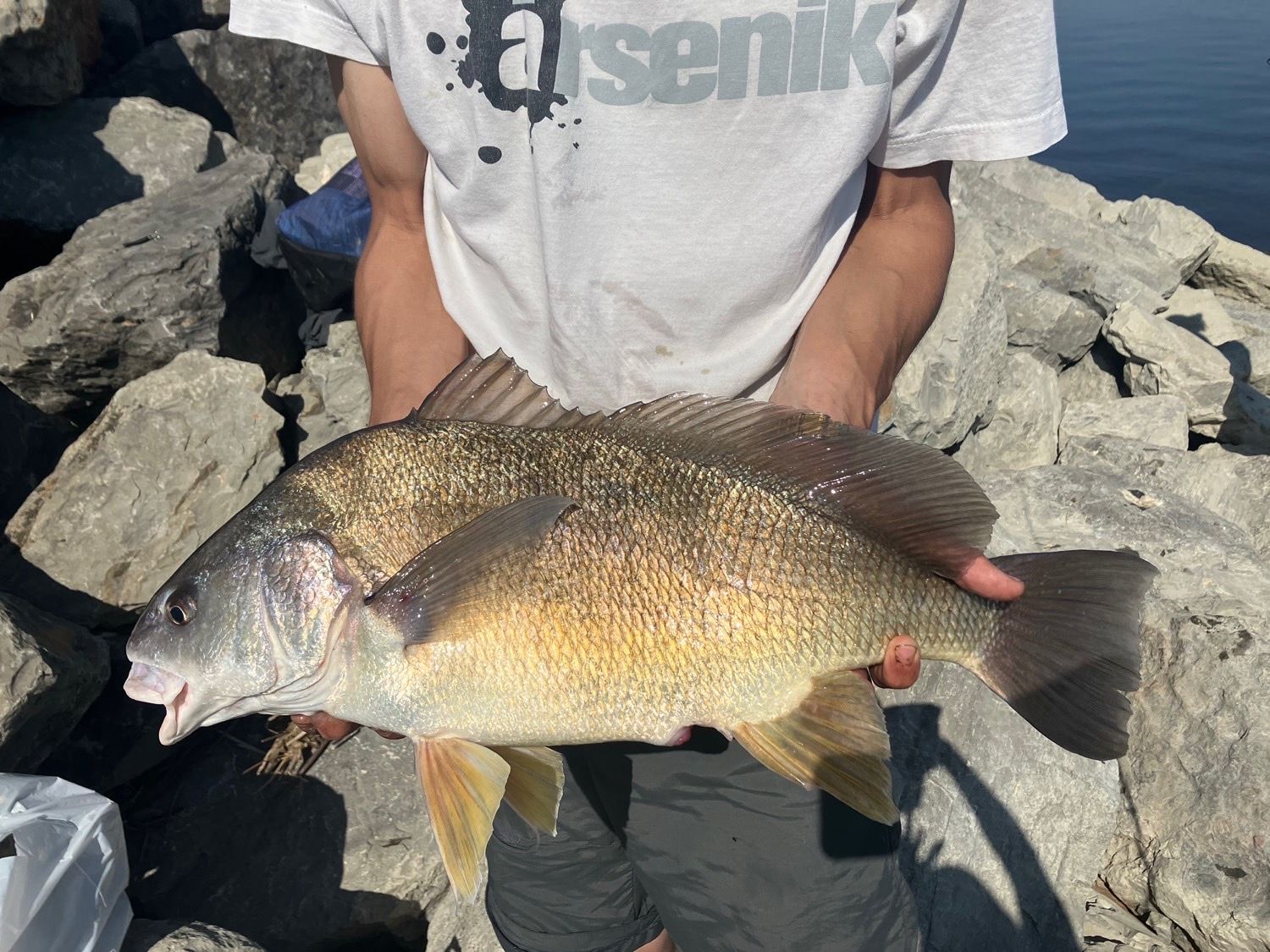 Freshwater Drum (Aplodinotus grunniens) - Species Profile