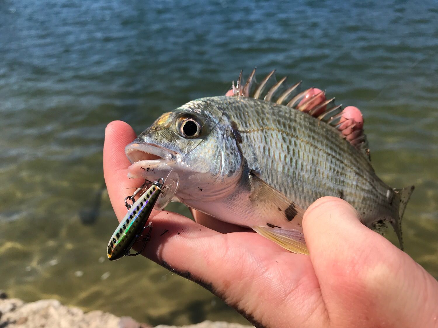 Species Card of Yellowfin Seabream