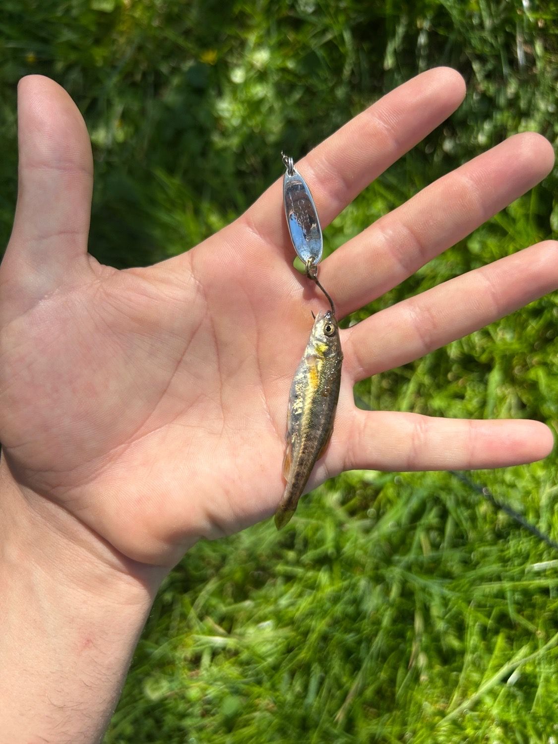 Last Common Minnow caught