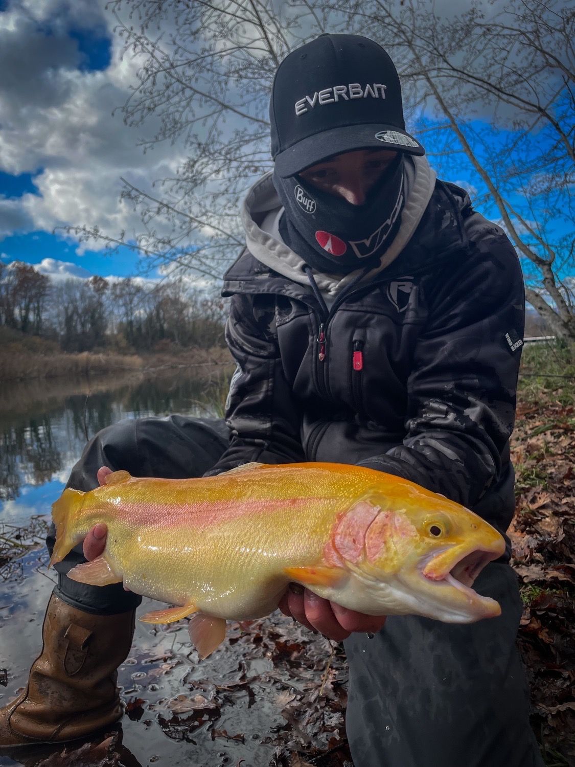 Species Card of Golden Trout, (Oncorhynchus Aguabonita)