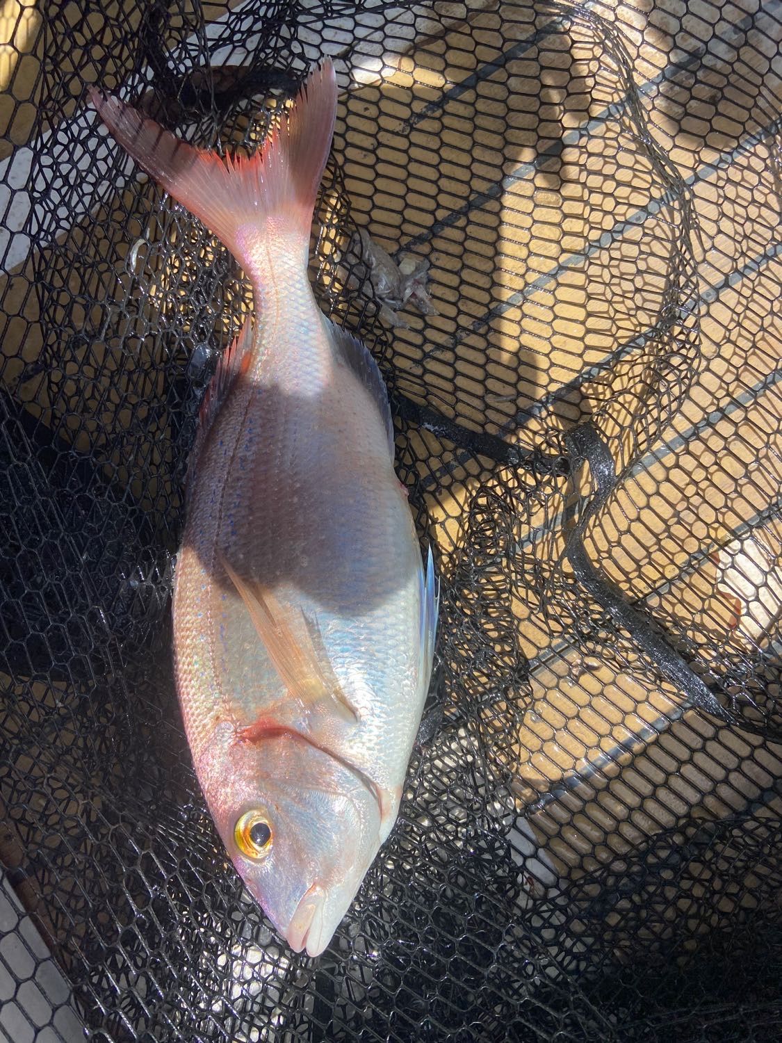 Last Alfonsino caught