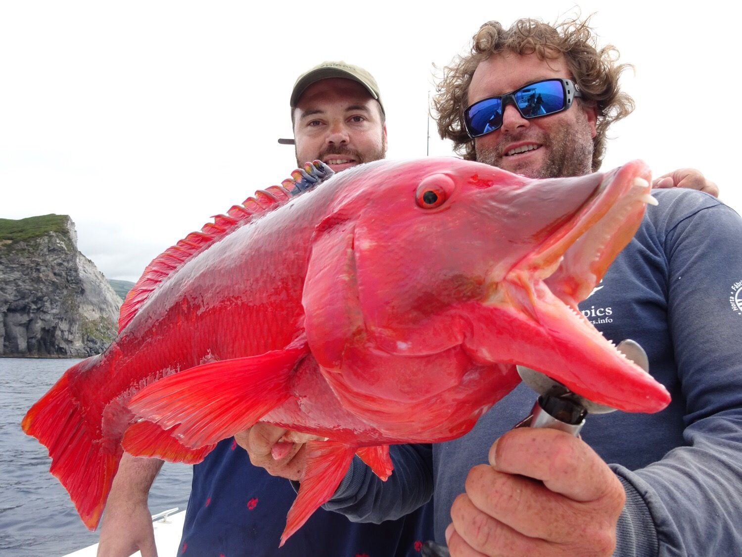 Last Barred Hogfish caught (Bodianus Scrofa) FishFriender