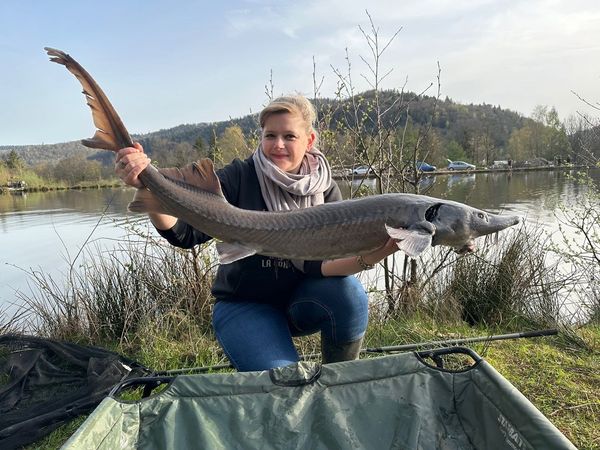 Species Card of Sturgeon, (Acipenseridae)