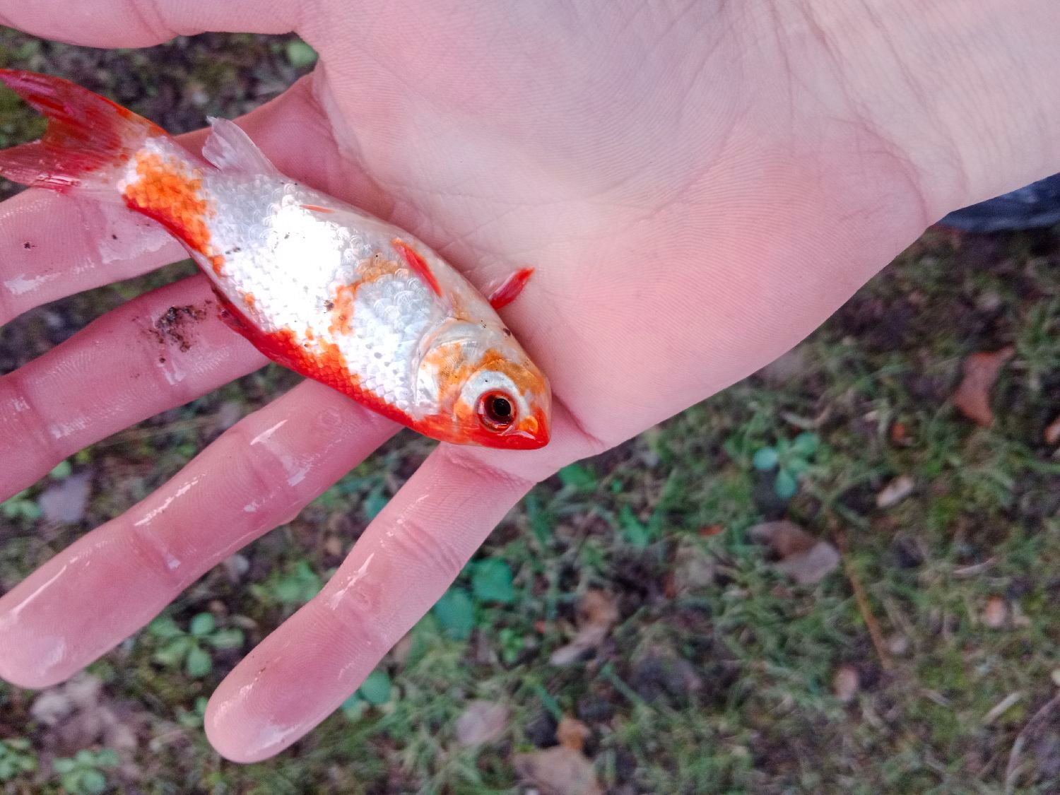 Last Goldfish caught