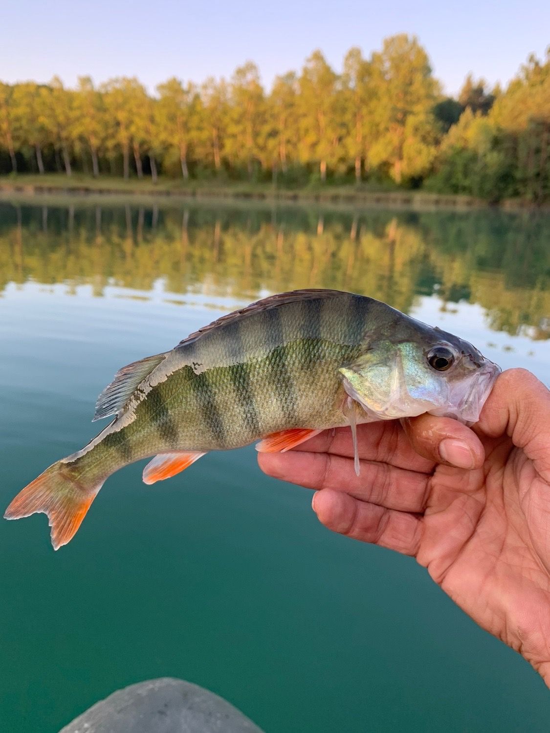 Humminbird FISHIN' BUDDY MAX DI SUR CANNE TELESCOPIQUE SP FBMAXDI